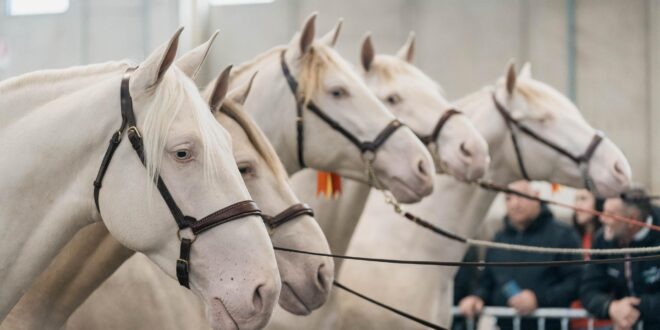 FIERACAVALLI PRESENTA IL MONDO EQUESTRE AL G7 AGRICOLTURA E PESCA DI ORTIGIA